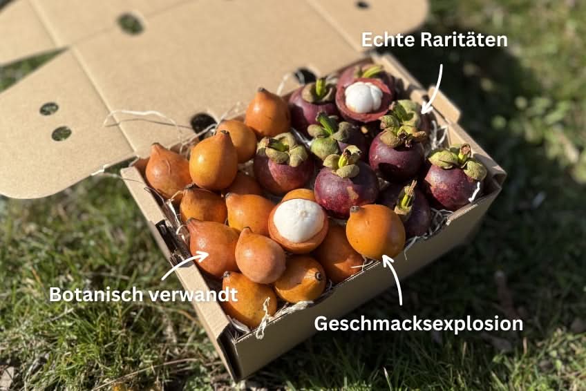 Achachairu & Mangostan Box Sonderaktion % - Image 2