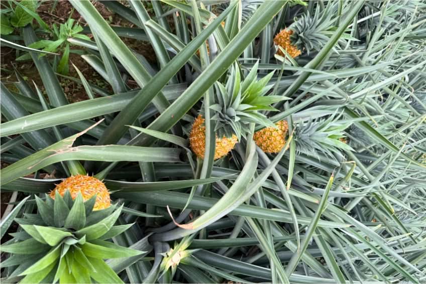 Ananas Flugware reifgeerntet Aktionspreis % - Image 3