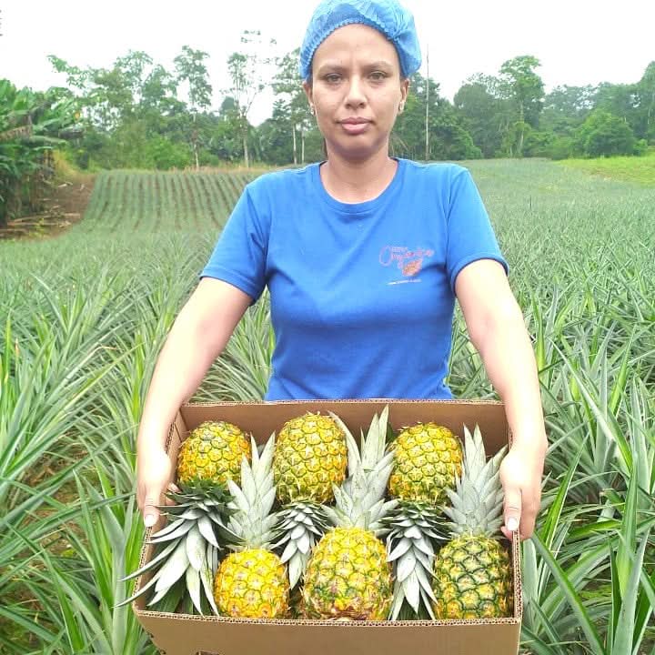 Ananas Flugware reifgeerntet Aktionspreis % - Image 4