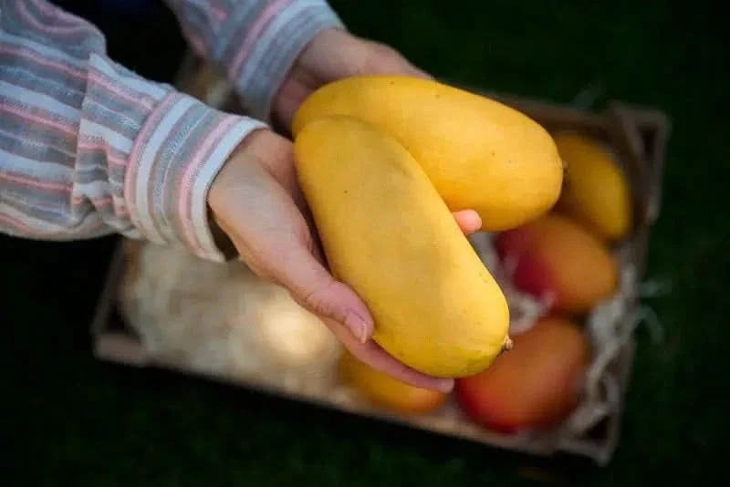 Anna’s Bio Mango Tango Box - Image 3