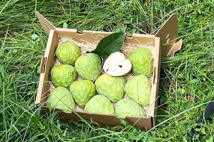 Cherimoya 1 Stk. - Image 3