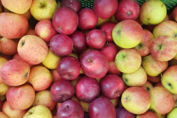 Apfel Mix Bio 1kg - Image 2