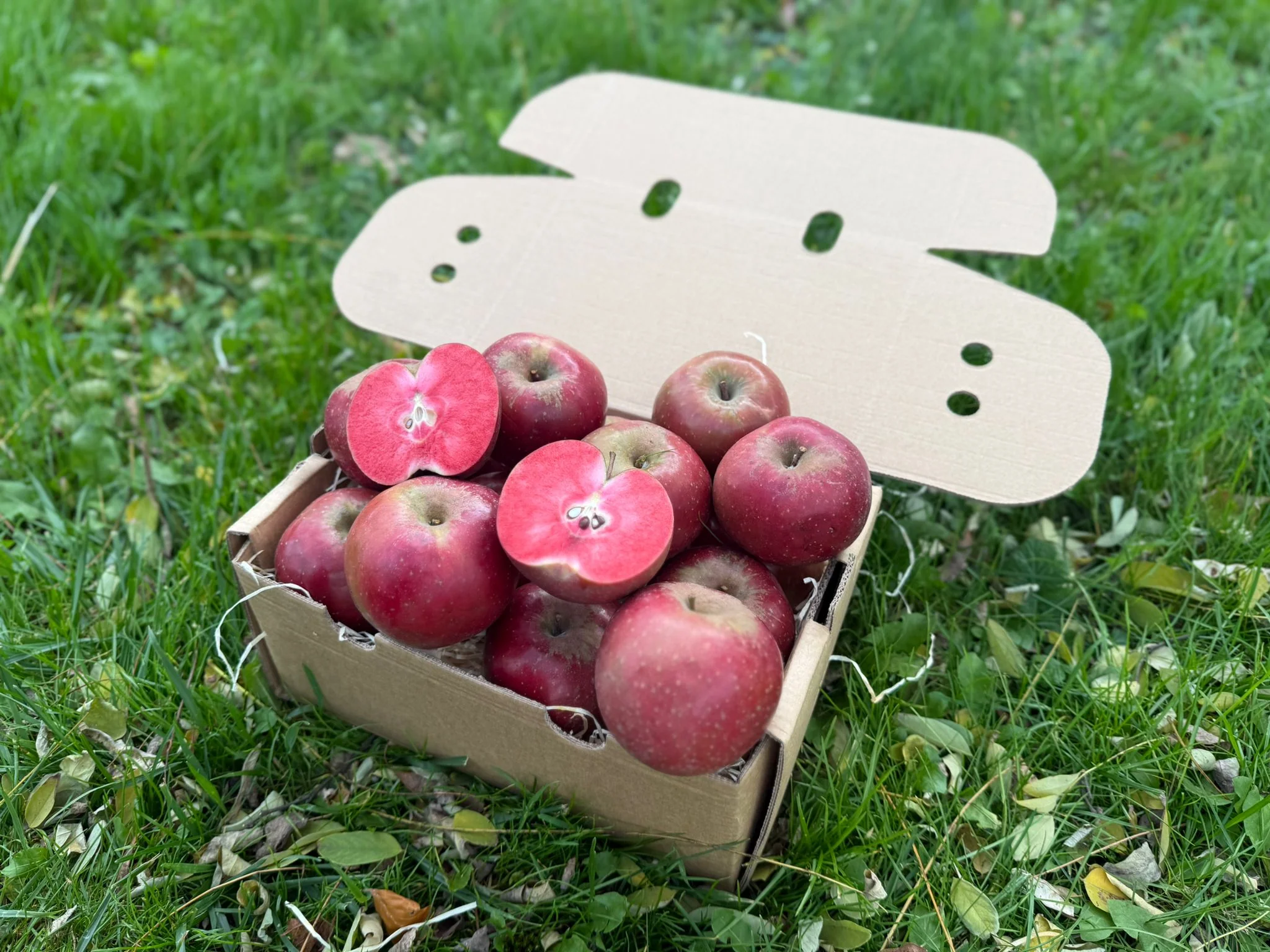 Apfel Red Moon Bio