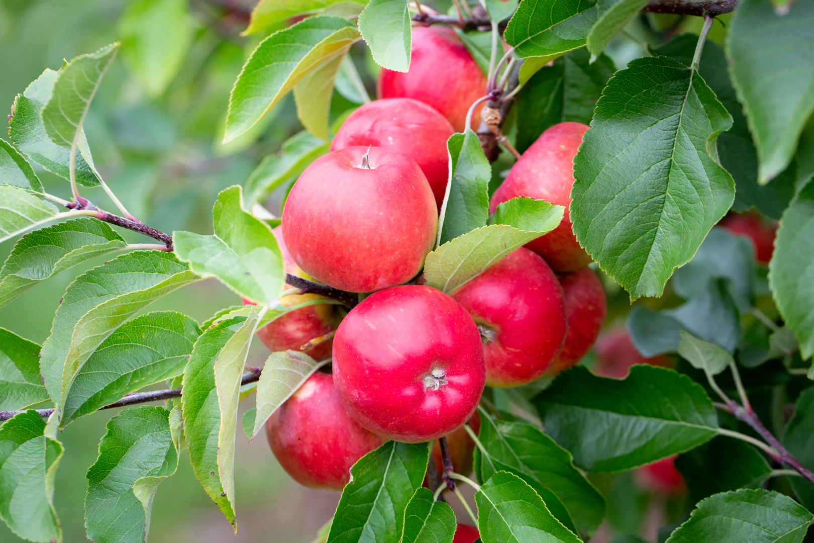 Apfel Red Topaz Bio regional