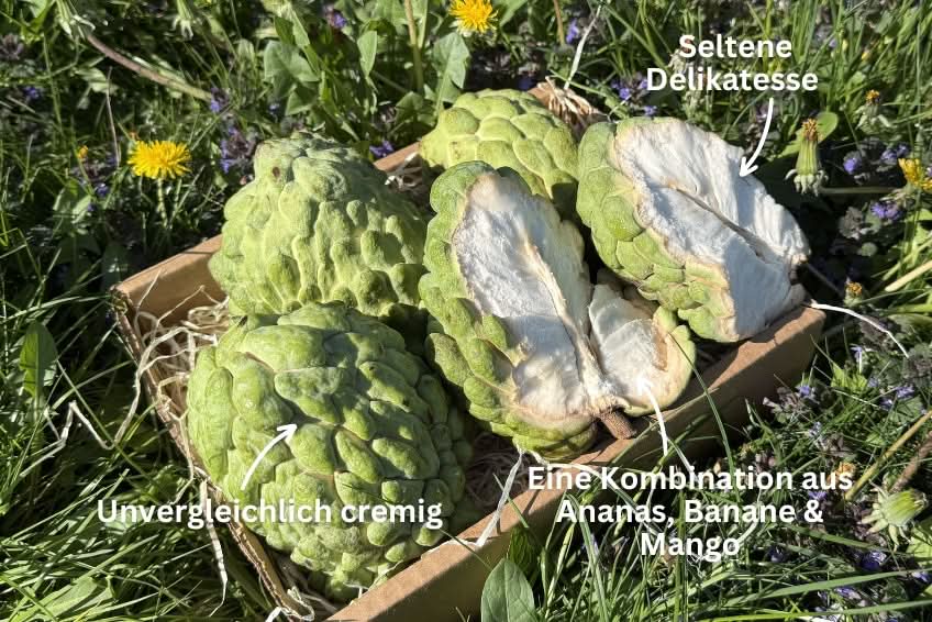 Atemoya Kennenlernpreis % - Image 4