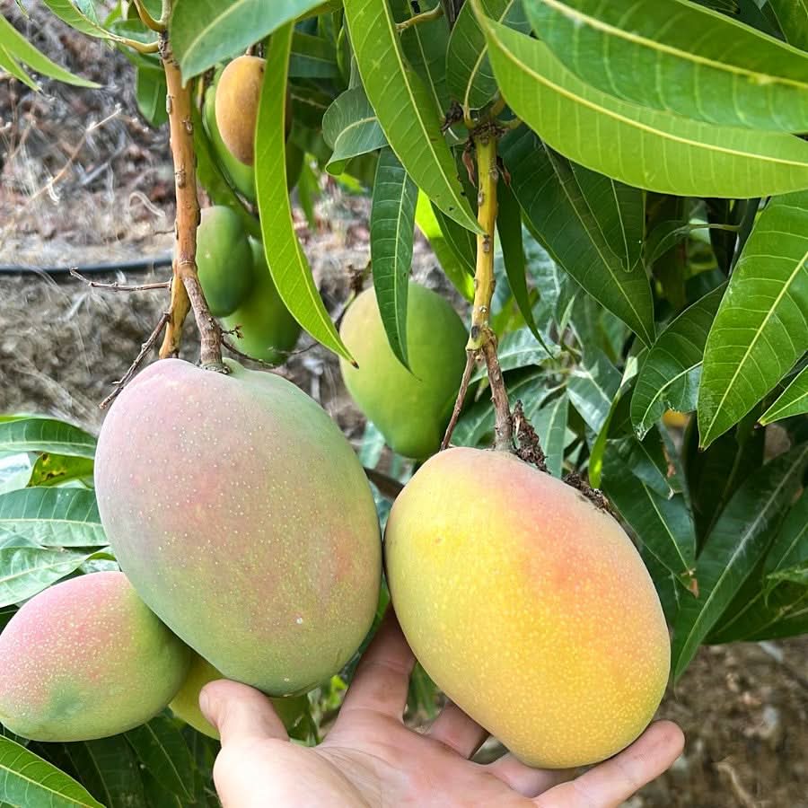 Ätna Vulkan Mango Glenn Bio Sizilien Aktionspreis Box - Image 2