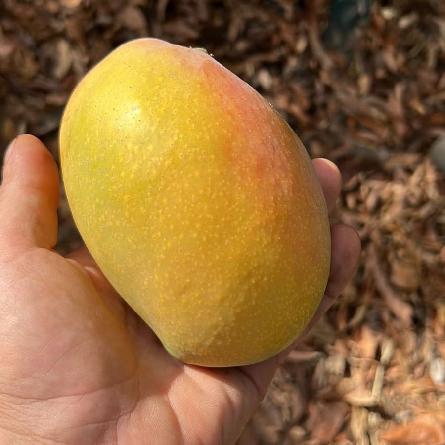 Ätna Vulkan Mango Glenn Bio Sizilien Aktionspreis Box - Image 4