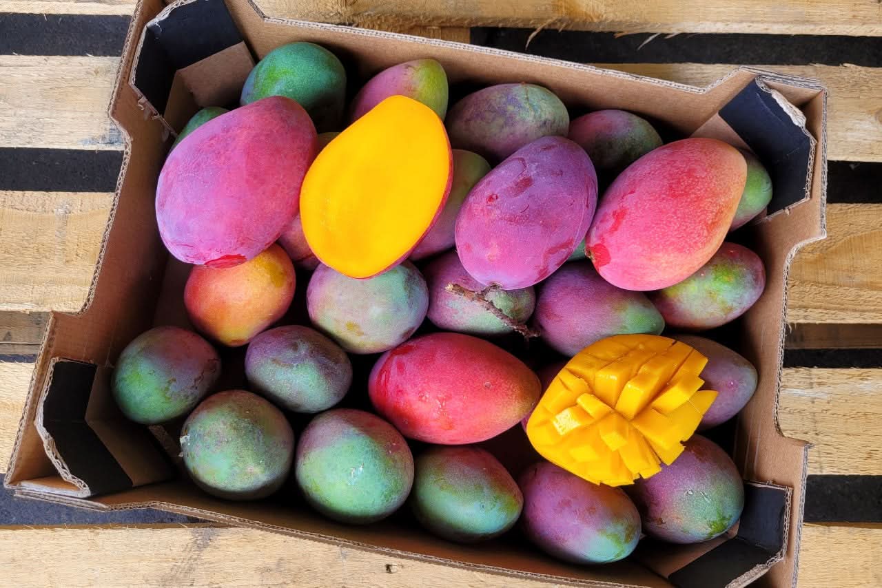 Ätna Vulkan Mango Irwin Bio Sizilien