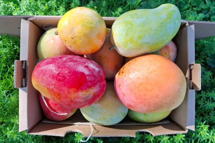 Ätna Mango Mix Sizilien Sonderpreis - Image 2