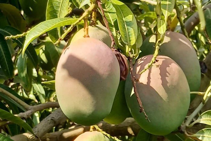Ätna Mango Mix Sizilien Sonderpreis - Image 7