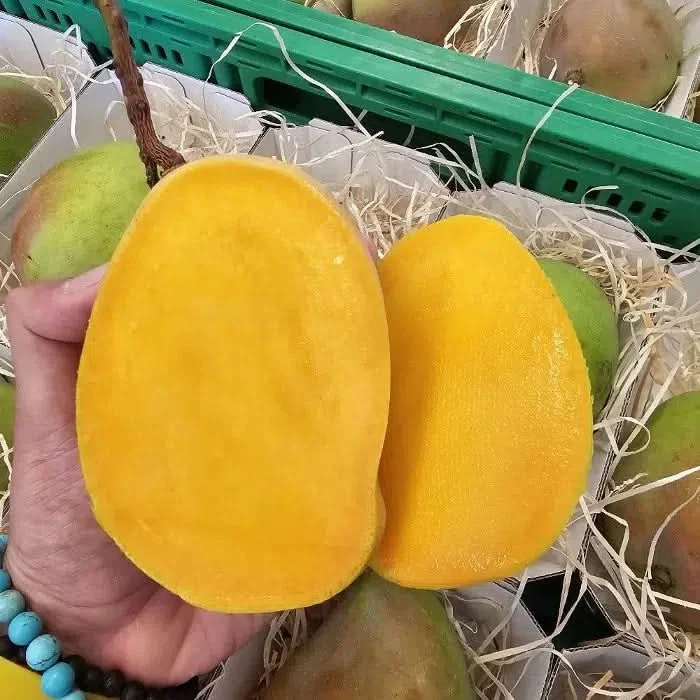 Ätna Vulkan Mangos Kensington Pride Bio Sizilien