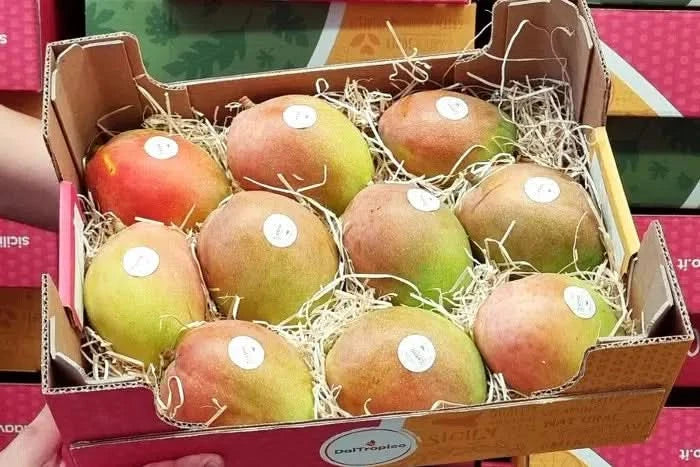Ätna Vulkan Mangos Kensington Pride Bio Sizilien - Image 10