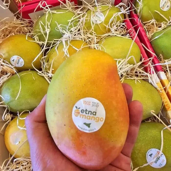 Ätna Vulkan Mangos Kensington Pride Bio Sizilien - Image 5