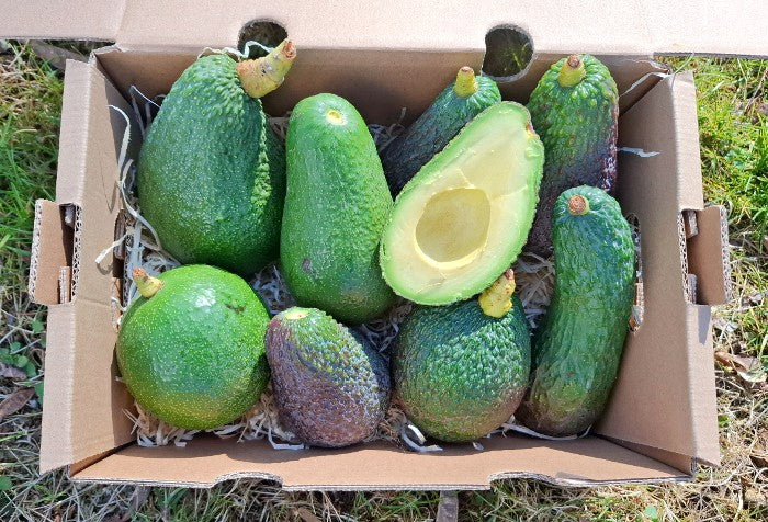 Avocado 1 Stk.