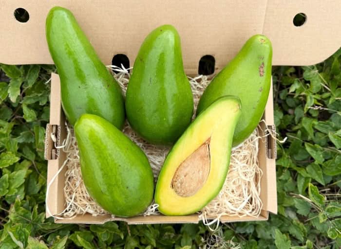 Avocado Antillano (Riesen-Avocado ca. 700g)