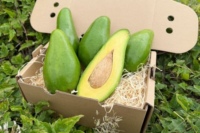 Avocado Antillano (Riesen-Avocado ca. 700g) - Image 3