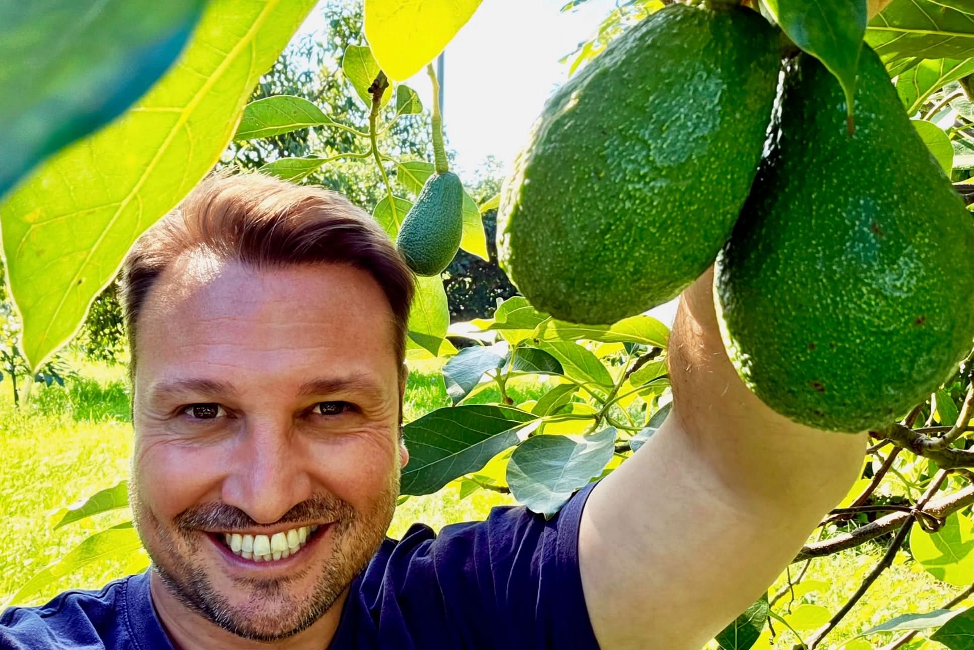 Avocado Fuerte Bio Sizilien Aktionsbox - Image 2
