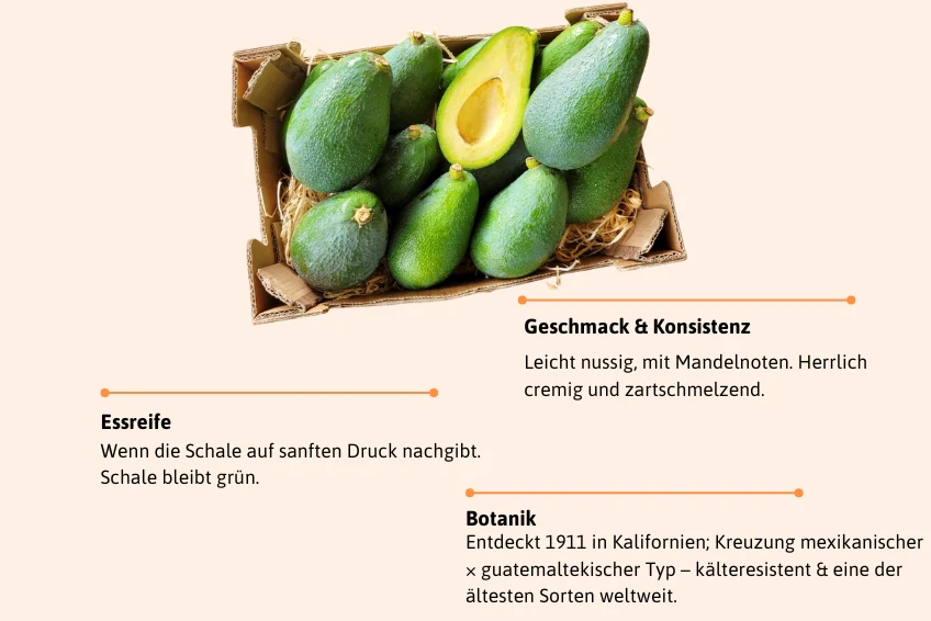 Avocado Fuerte Bio Sizilien Aktionsbox - Image 3