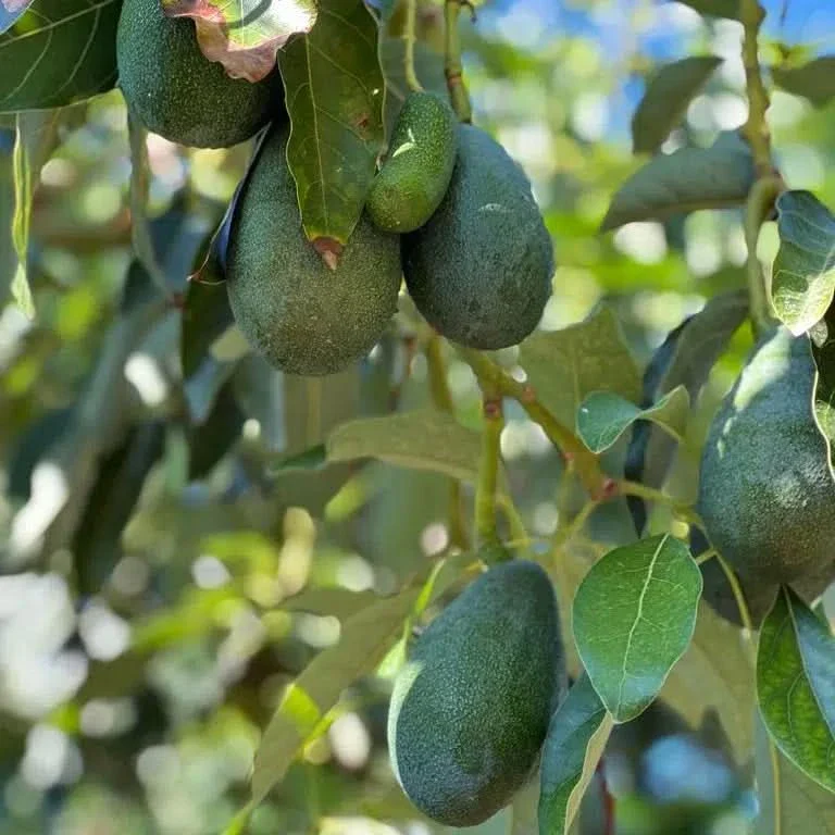 Avocado Fuerte Bio Sizilien Aktionsbox - Image 8