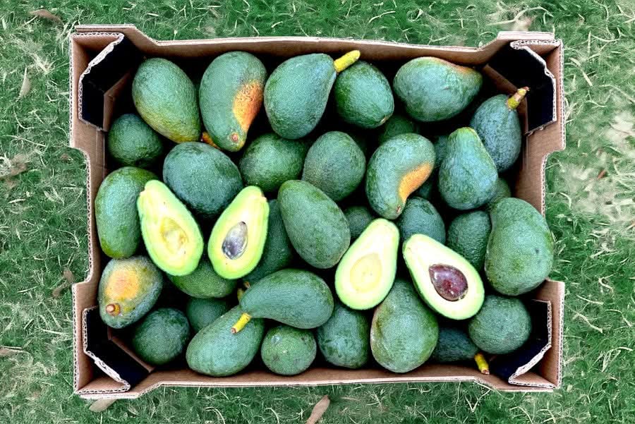 Avocado Baby Fuerte wild von Miguel