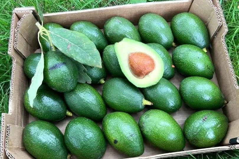 Avocado Bacon Bio von Hugo Retter-Aktion - Image 2