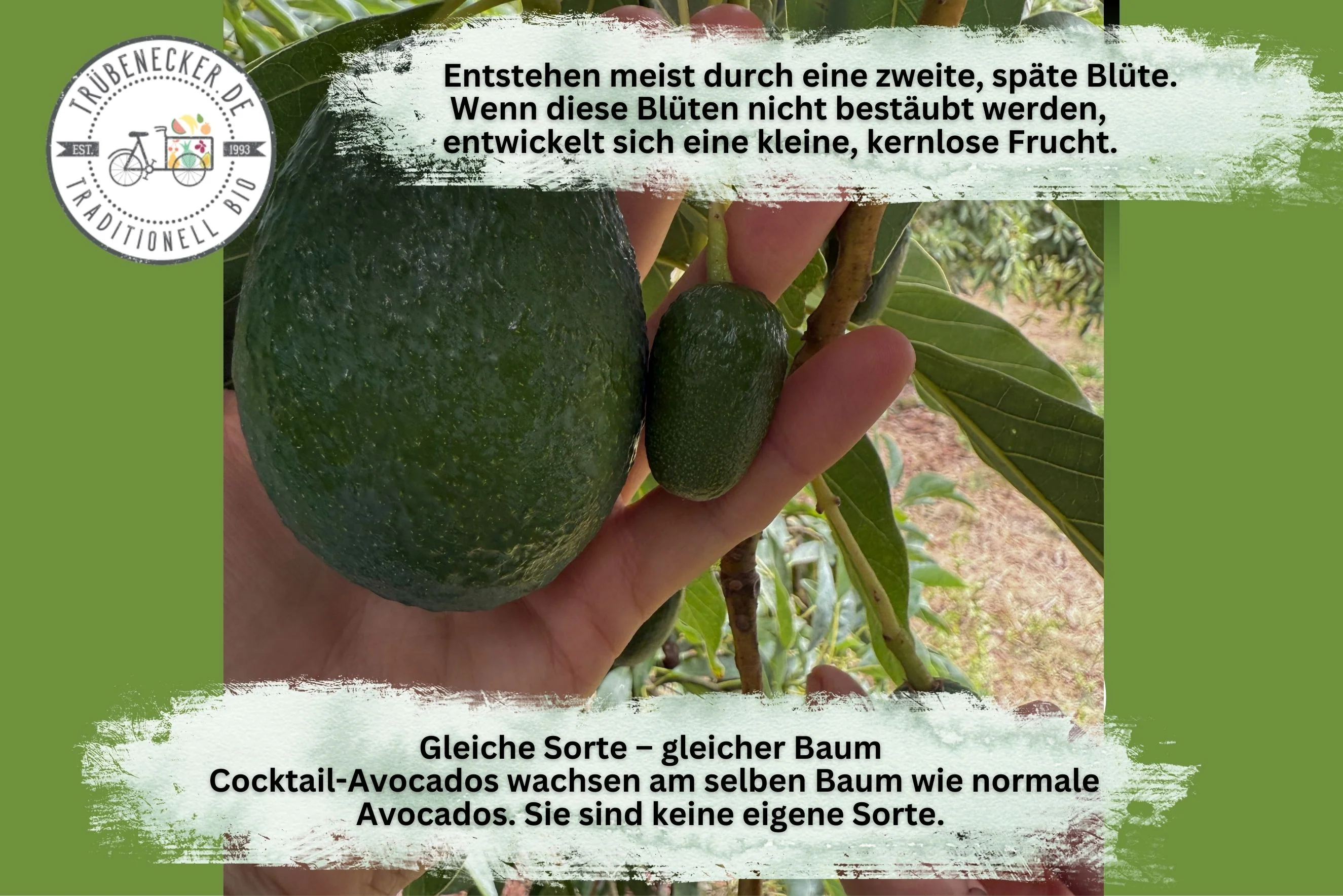 Avocado Cocktail  (absolute Rarität) Aktionspreis % - Image 4