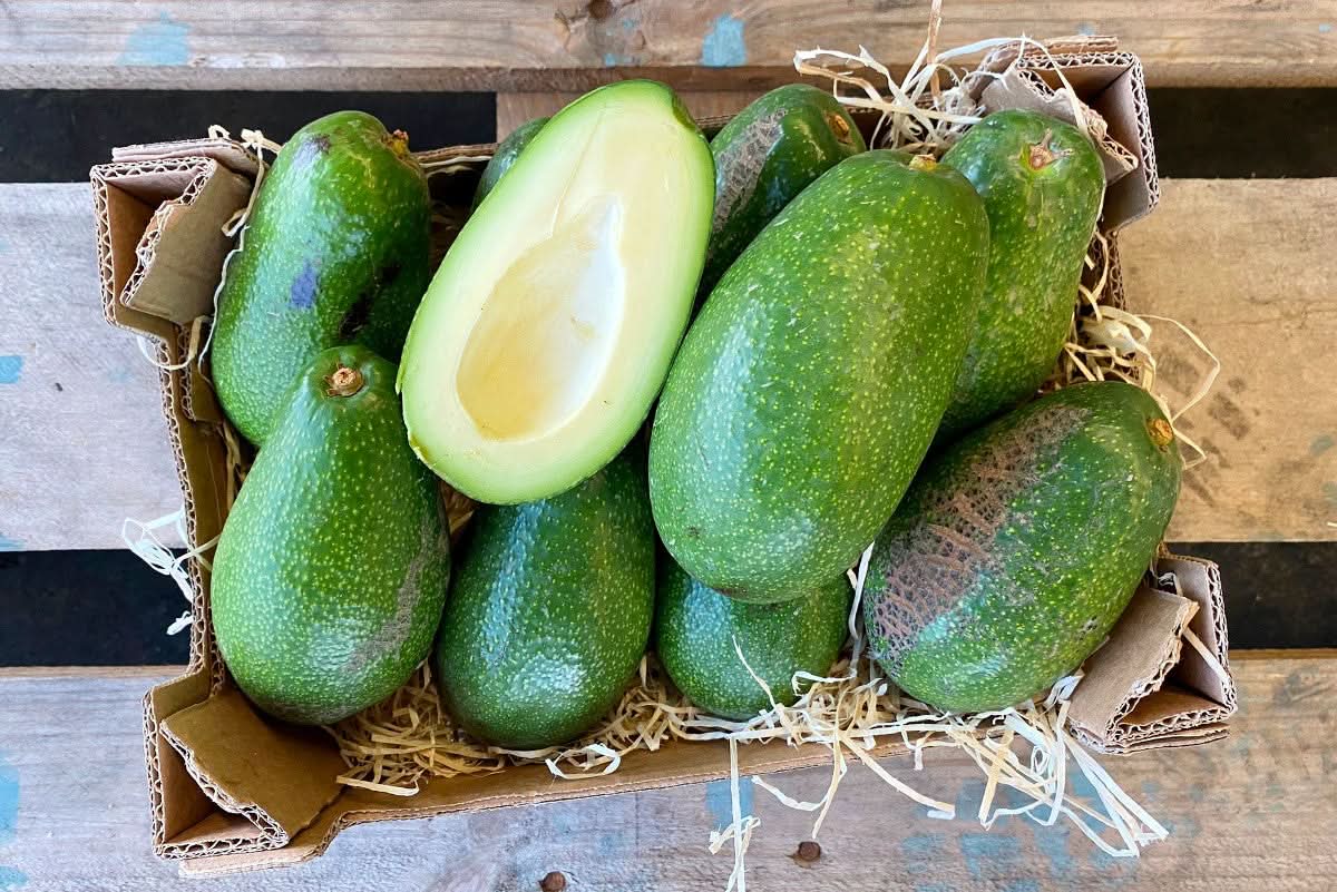 Avocado Ettinger Bio von Julian Box - Image 2