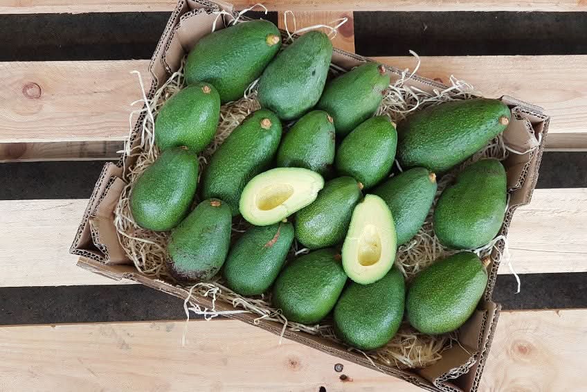 Avocado Fuerte 13 Monate baumgereift Retterbox 3kg