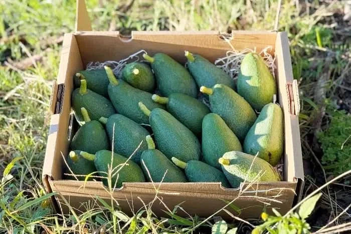 Avocado Fuerte 1 Stk. - Image 9