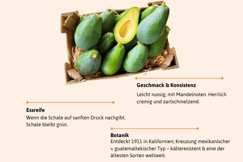 Avocado Fuerte 1 Stk. - Image 3