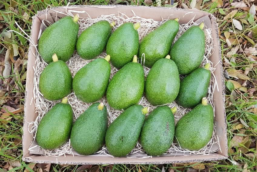 Avocado Fuerte Bio (Finca de la Axarquia)