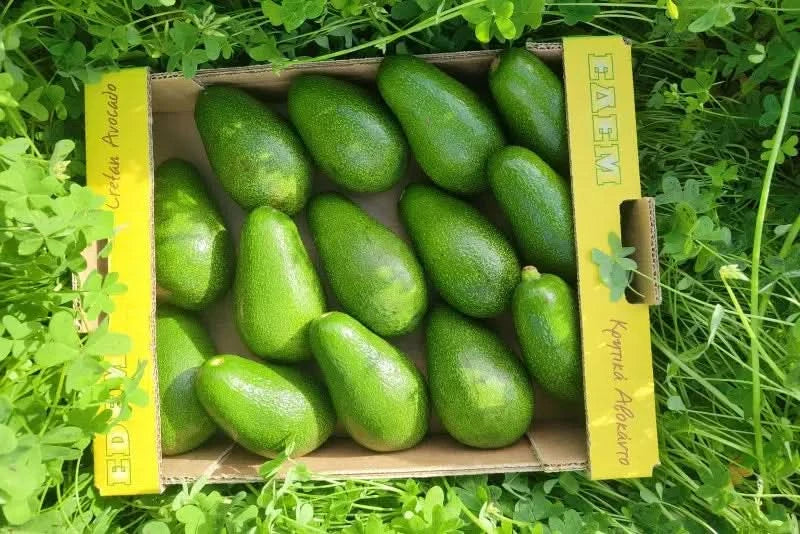 Avocado Fuerte Bio von Apostolis Kreta - Image 2