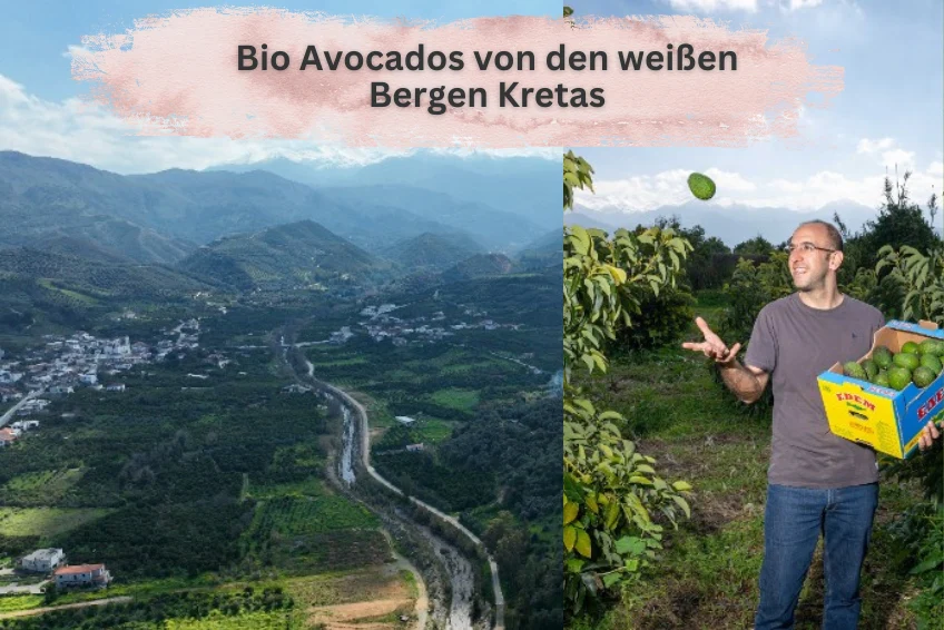 Avocado Fuerte Bio von Apostolis Kreta - Image 3