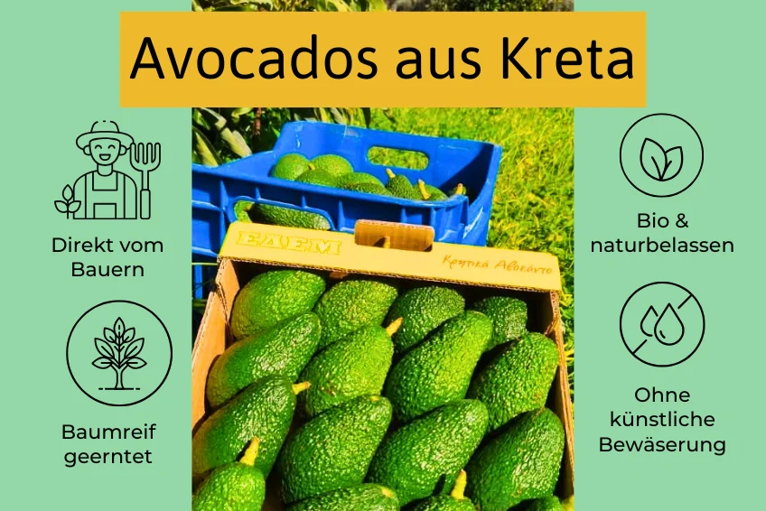 Avocado Fuerte Bio von Apostolis Kreta - Image 5