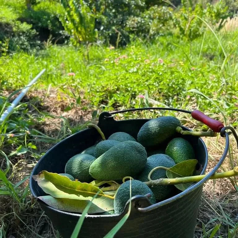 Avocado Fuerte Bio von Julian - Image 4