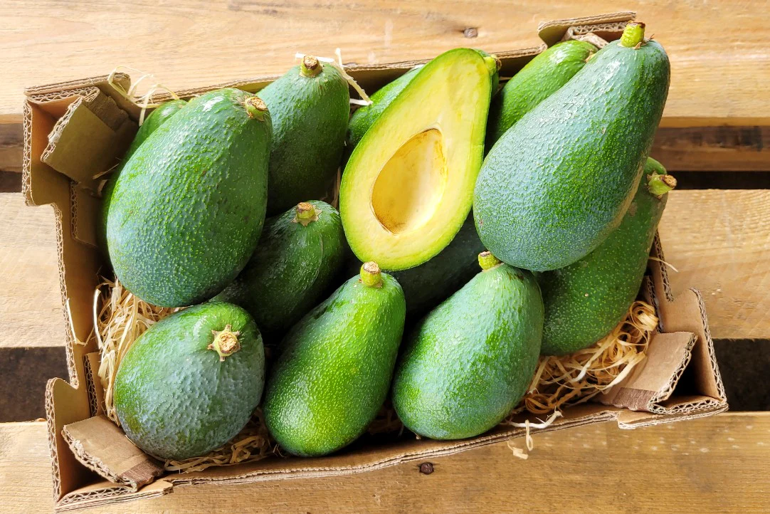 Avocado Fuerte 13 Monate baumgereift von Julian