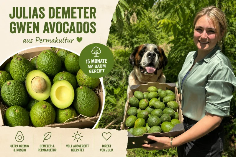 Avocado Gwen Bio & Demeter Finca Jelanisoli - Image 2