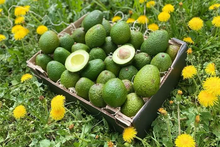 Avocado Gwen Bio & Demeter Finca Jelanisoli - Image 5
