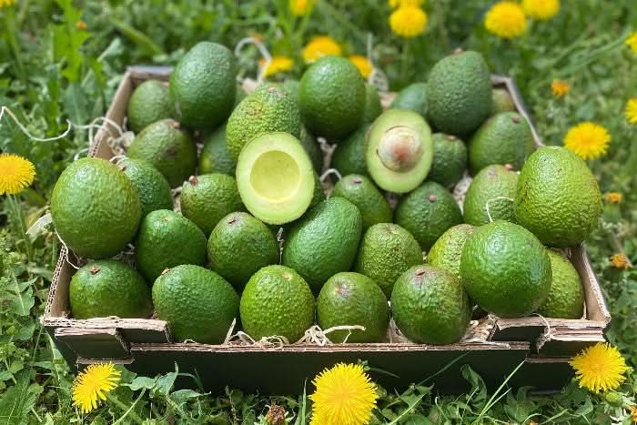 Avocado Gwen Bio & Demeter Finca Jelanisoli - Image 8