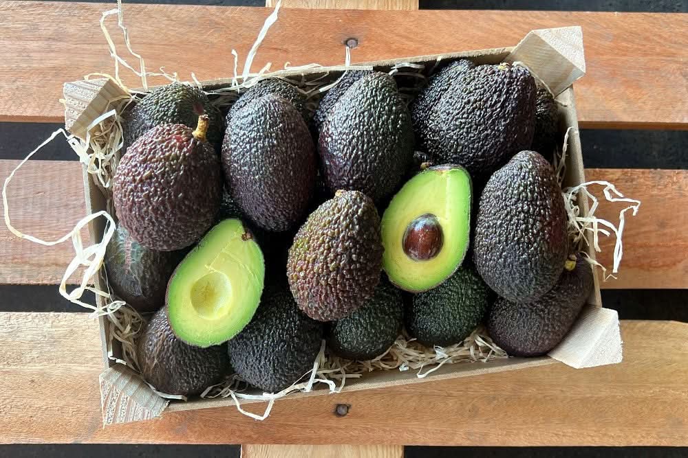 Avocado Hass Bio Kreta Sparpreis-Box