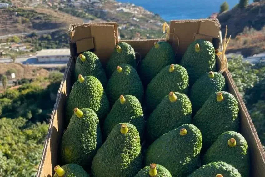 Avocado Hass Bio Premium von Cayetana Box