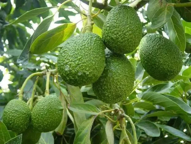 Avocado Hass Bio Premium von Cayetana Box - Image 2