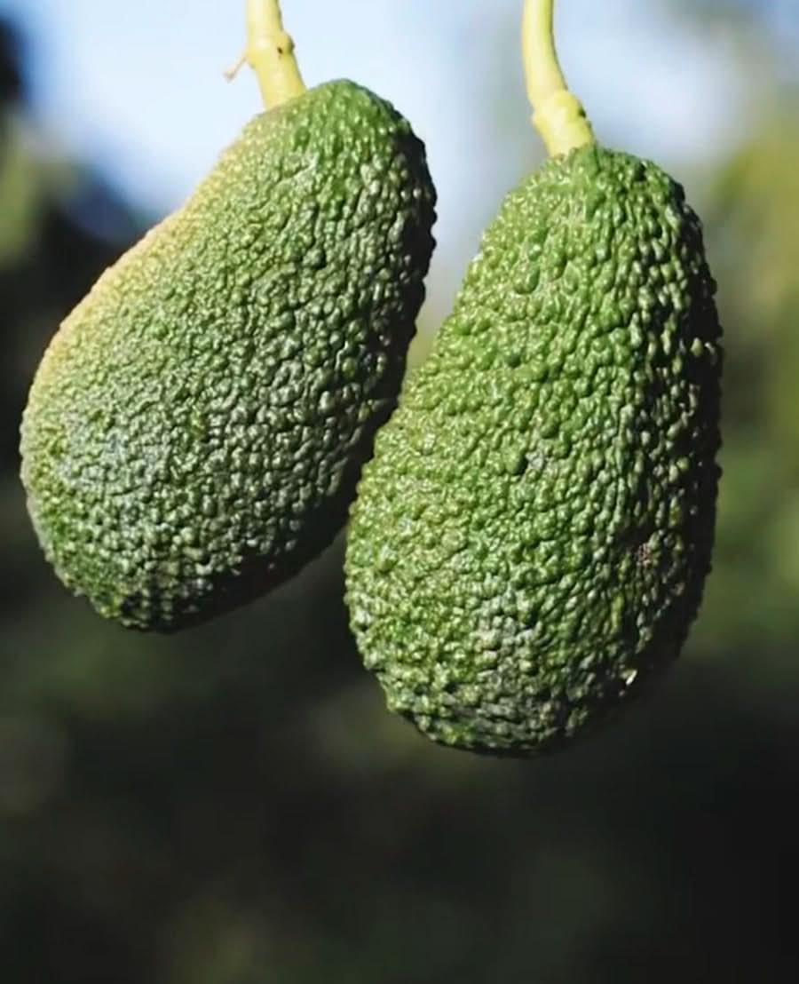 Avocado Hass Bio vom Vulkan Ätna Sizilien - Image 5