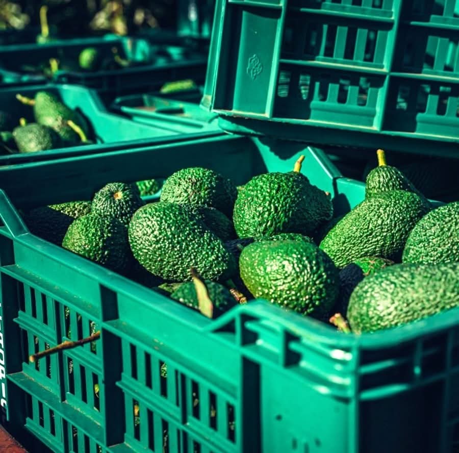 Avocado Hass Bio vom Vulkan Ätna Sizilien - Image 9