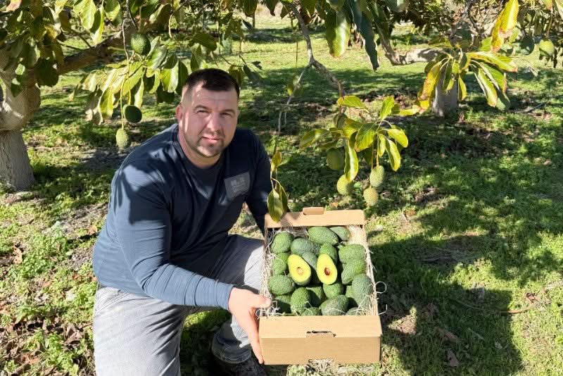 Avocado Hass Mini von Juan Retterbox % 3kg - Image 2