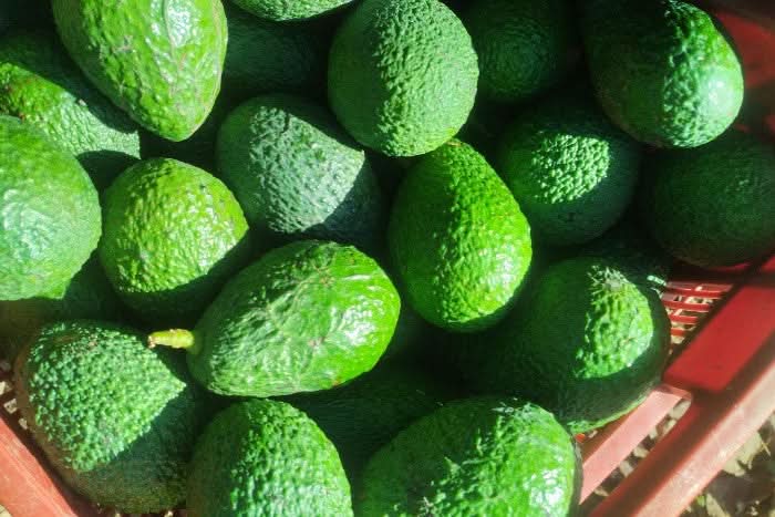 Avocado Hass Mini von Juan Retterbox % 3kg - Image 3