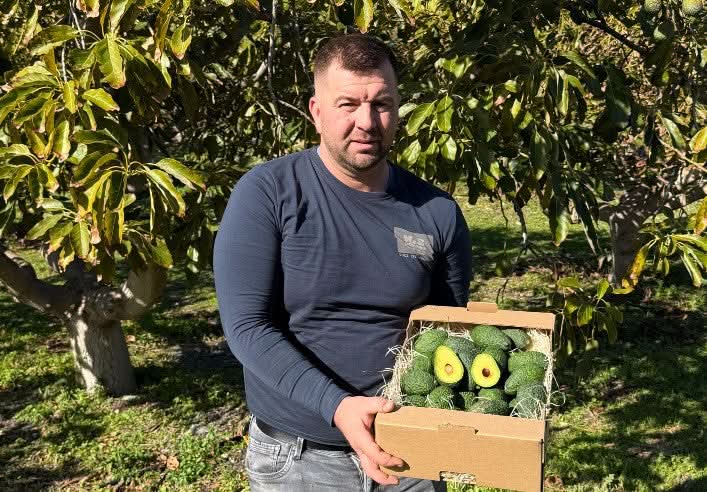 Avocado Hass Mini von Juan Retterbox % 3kg - Image 4