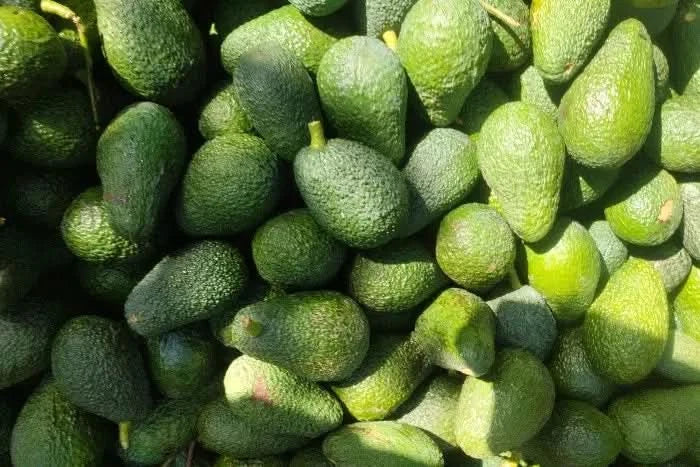 Avocado Hass Mini von Juan Retterbox % 3kg - Image 5