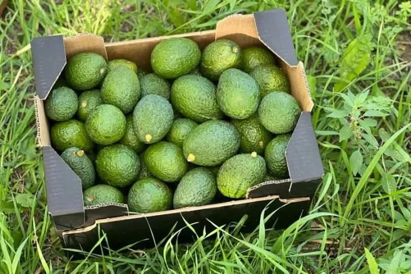 Avocado Hass Mini von Juan Retterbox % 3kg - Image 6