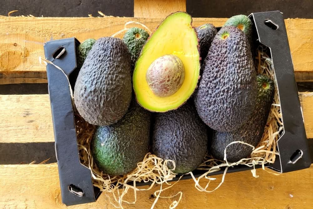 Avocado Hass Bio 13 Monate baumgereift von Julian 3kg Box Aktionspreis %